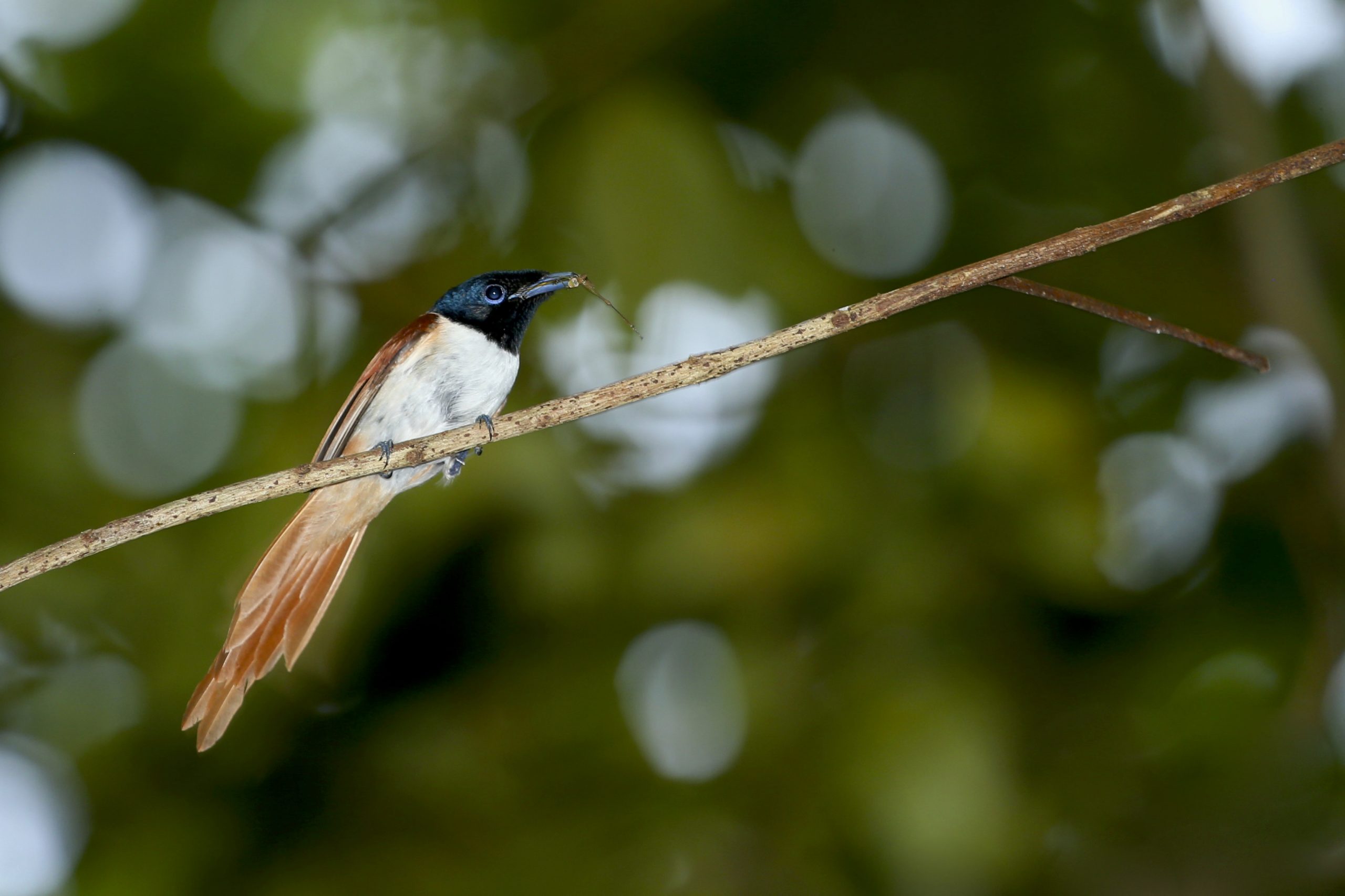 seychelles-paradise-flycatcher-siemon-joubert