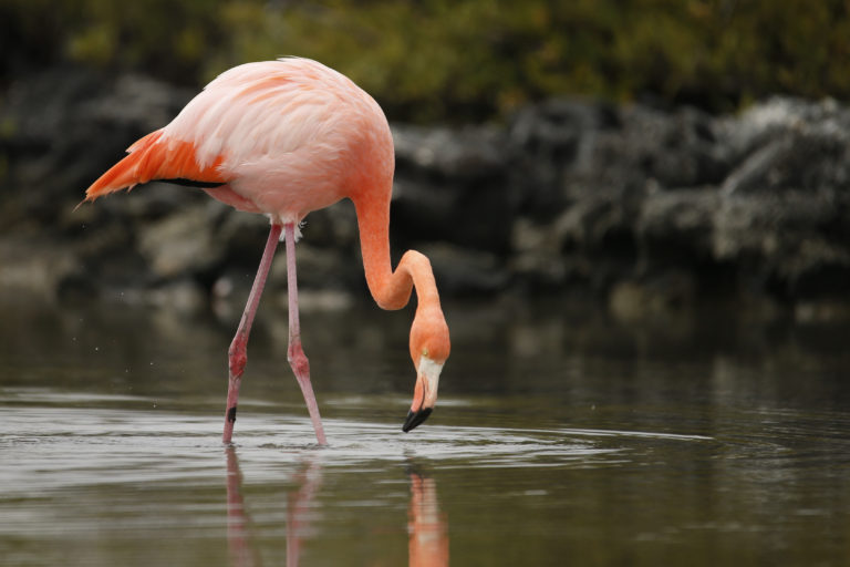 Flamingos, American Flamingo, Carribean Flamingo, Galapagos Flamingo