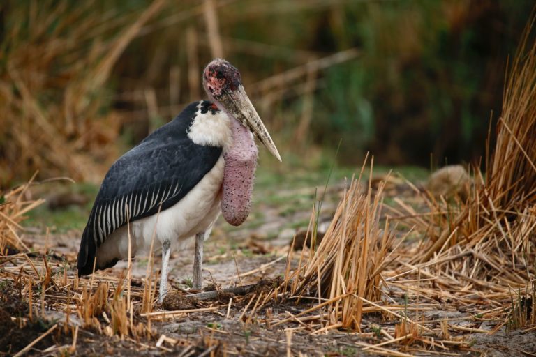 Storks