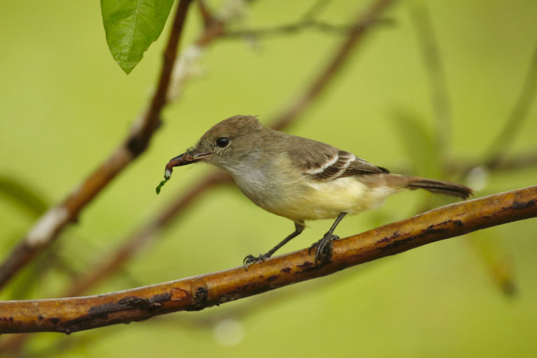 Tyrant Flycatchers