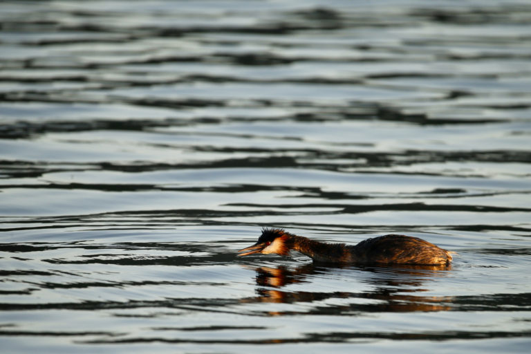 Grebes, Grebe, Great-crested Grebe