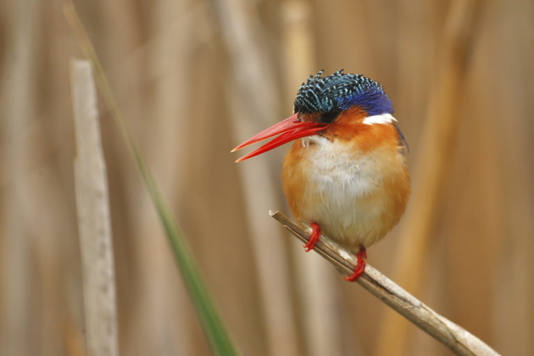 Kingfishers