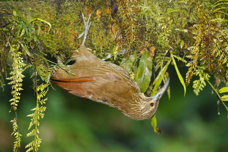 Ovenbirds and Woodcreepers