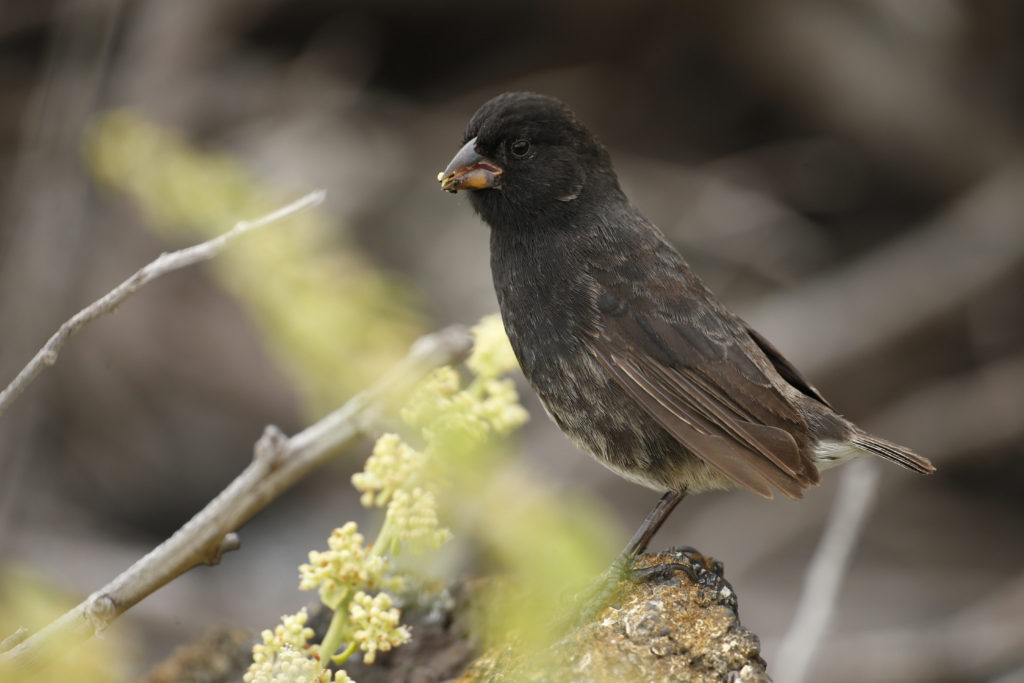 Small Ground-Finch