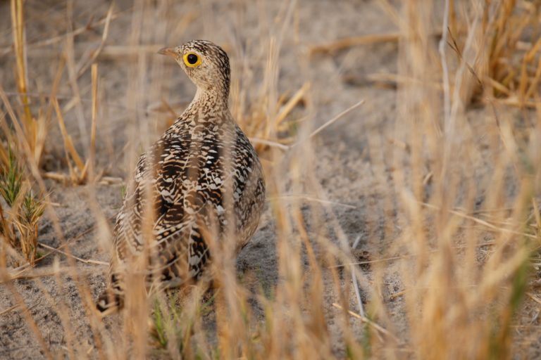 Sandgrouse