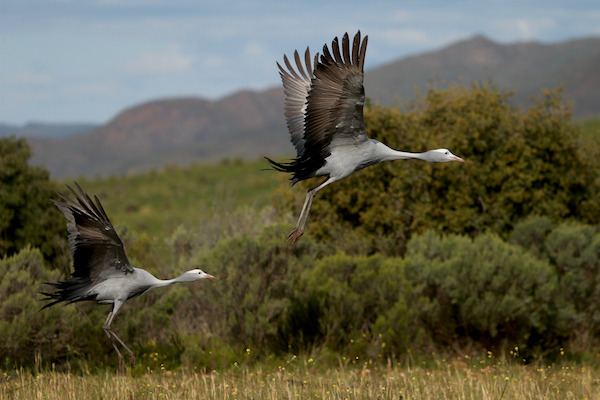 Blue Crane