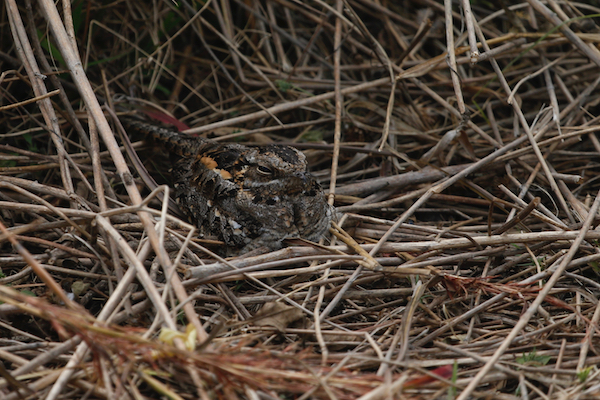 Mozambique Nightjar