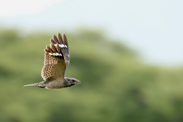 Savanna Nightjar