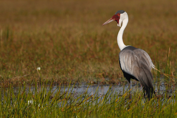 Wattled Crane