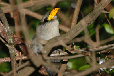 Cuckoos, Green Malkoha