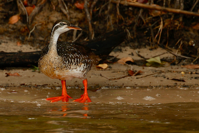 Finfoot, Finfoots, African Finfoot