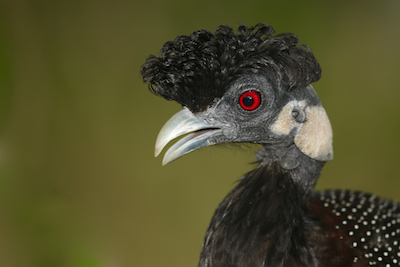 Guineafowl, Southern Crested Guineafowl