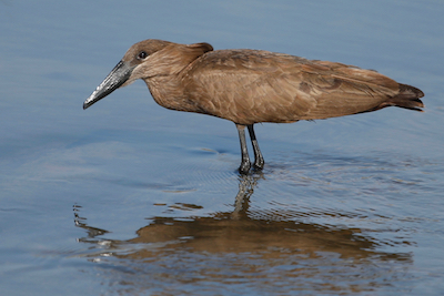 Hamerkop