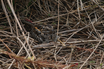 Nightjars