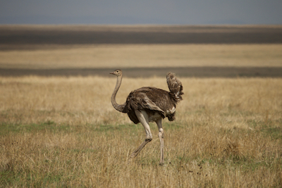 Ostritch, Common Ostritch, Bird