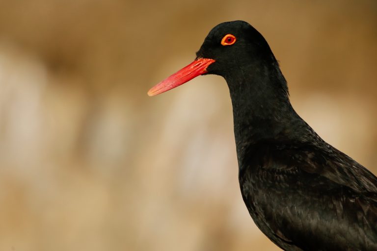 Oystercatchers