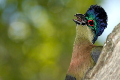 Turacos