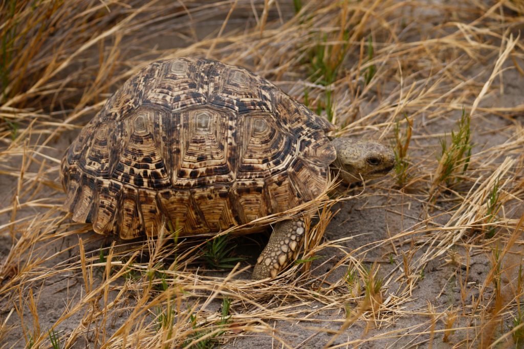 Tortoises