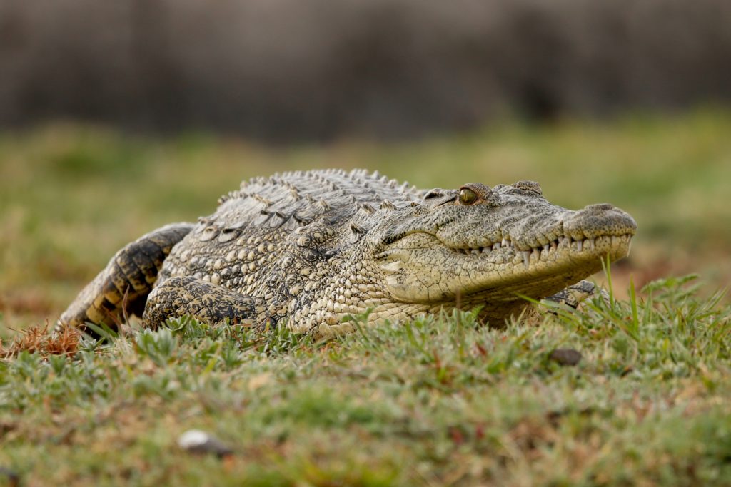 Crocodylians