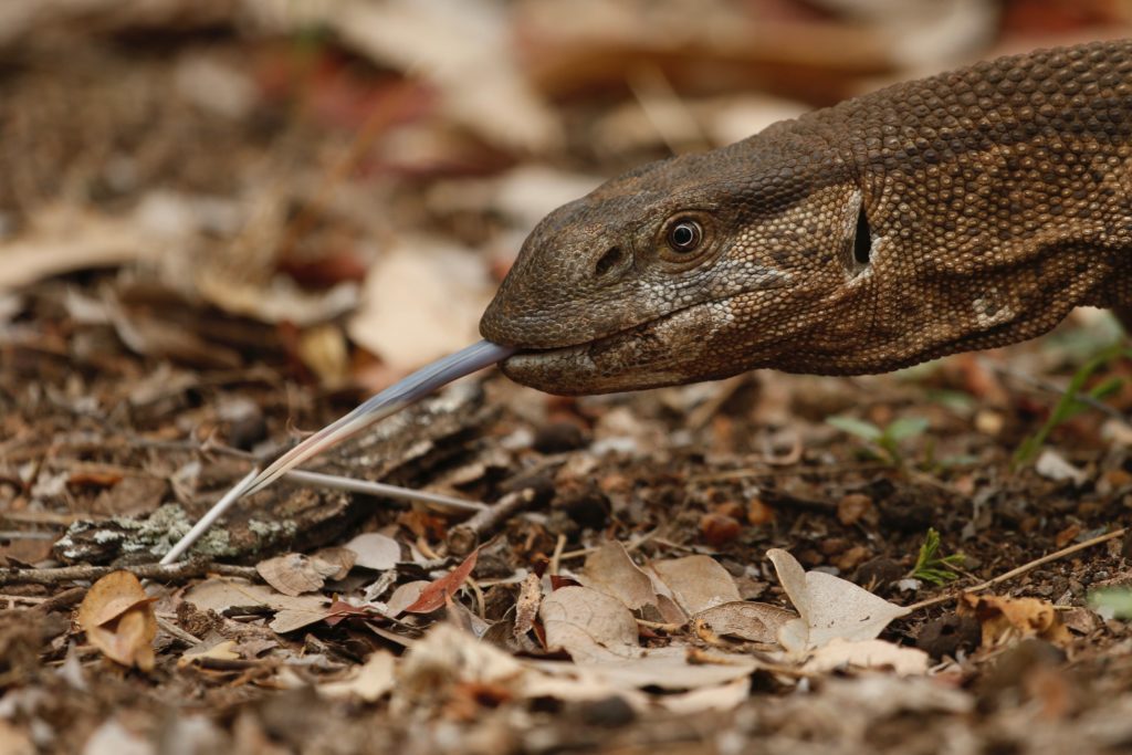 Monitor Lizards