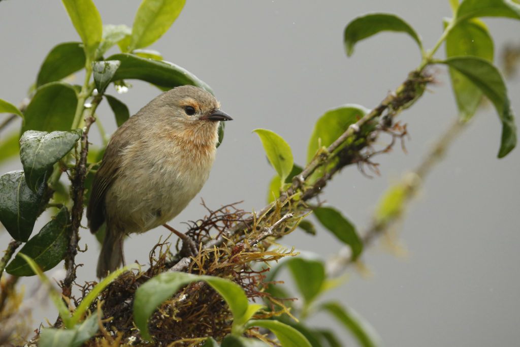 Green Warbler-Finch