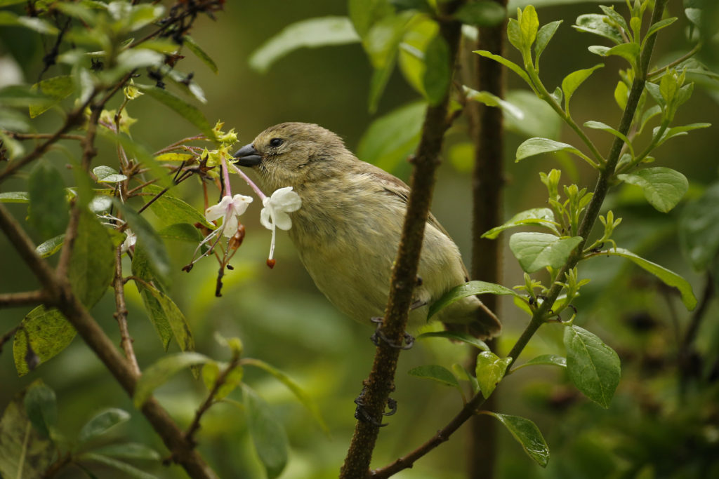 Small Tree-Finch