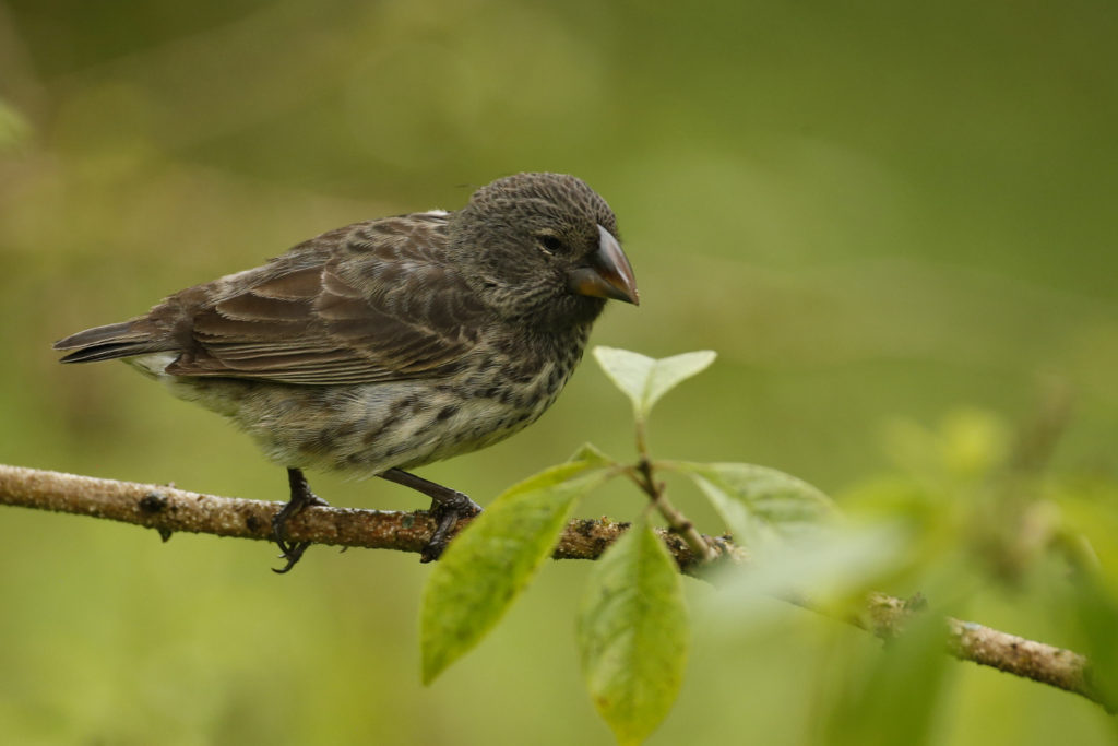 Medium Ground-Finch