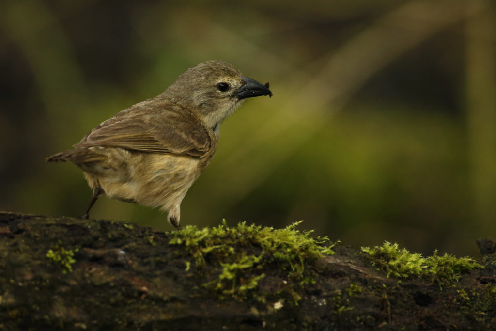 Woodpecker Finch