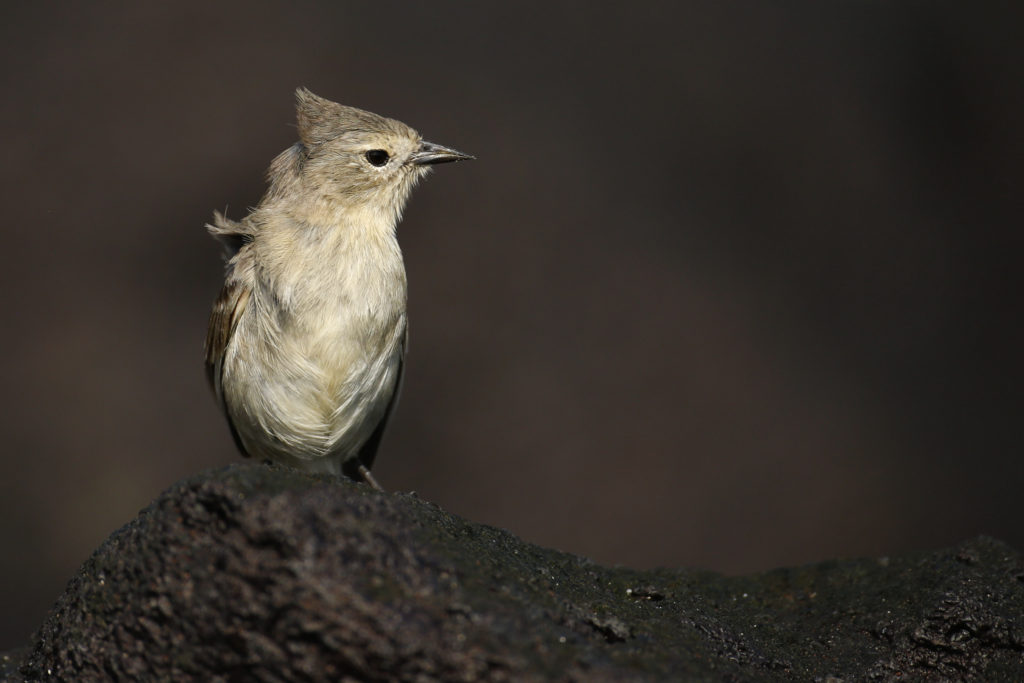 Grey Warbler-Finch