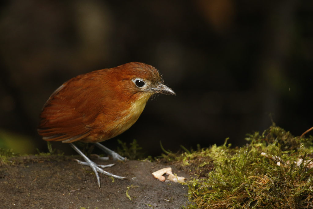 Yellow-breasted Antpitta