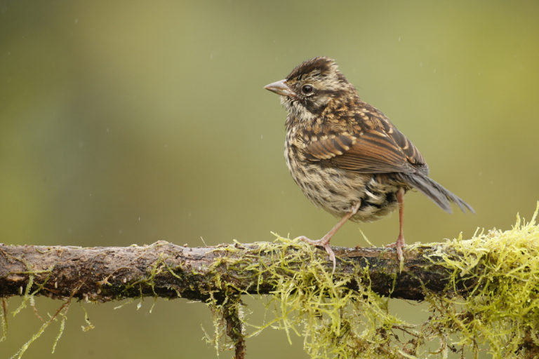 New World Sparrows