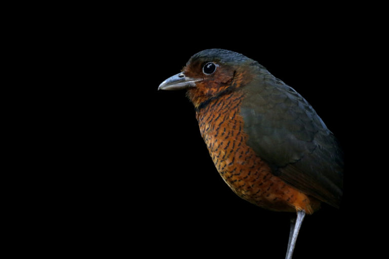 Antpittas